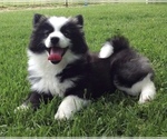 Small Photo #25 Pomsky Puppy For Sale in BAXTER, TN, USA