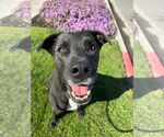 Small #4 Labrador Retriever Mix