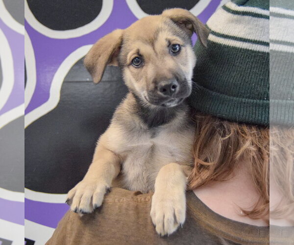 Medium Photo #5 Gerberian Shepsky Puppy For Sale in Huntley, IL, USA