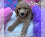 Small Photo #2 Goldendoodle Puppy For Sale in SAN ANTONIO, TX, USA