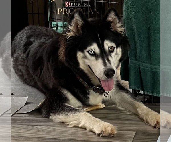 Medium Photo #11 Siberian Husky-Unknown Mix Puppy For Sale in Holly Springs, NC, USA