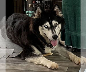 Sakari - Female Siberian Husky-Unknown Mix Dog for Adoption - Photo #11