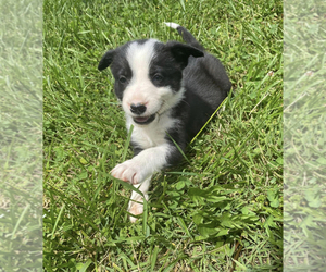 Border Collie Puppy for sale in ELKIN, NC, USA