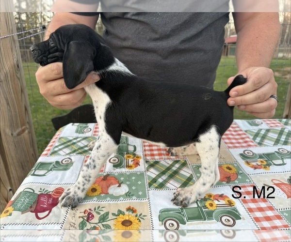 Medium Photo #23 German Shorthaired Pointer Puppy For Sale in ARGONNE, WI, USA