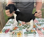 Puppy Puppy 6 German Shorthaired Pointer