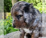 Small #2 F2 Aussiedoodle