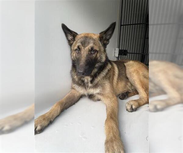 Medium Photo #1 German Shepherd Dog Puppy For Sale in Houston, TX, USA