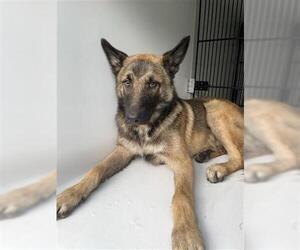 German Shepherd Dog Dogs for adoption in Houston, TX, USA