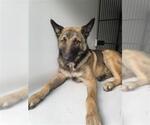 Small German Shepherd Dog