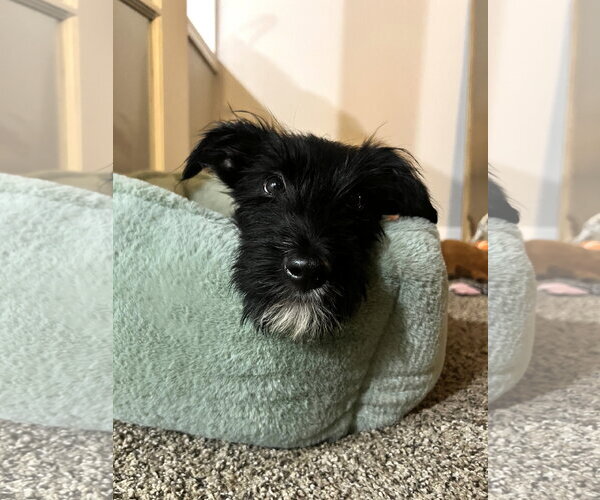 Medium Photo #4 Airedale Terrier-Unknown Mix Puppy For Sale in Wheaton, IL, USA