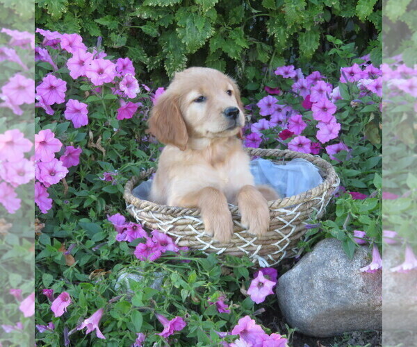 Medium Photo #33 Golden Retriever Puppy For Sale in THORP, WI, USA
