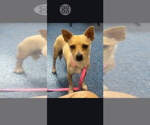 Chihuahua-Unknown Mix Dogs for adoption in Rocky Mount, NC, USA