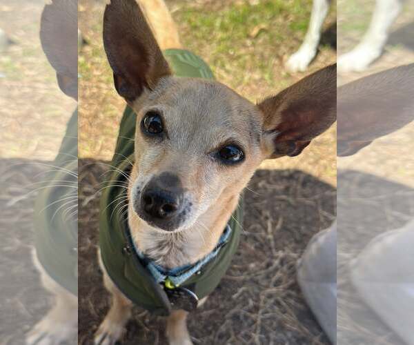 Medium Photo #6 Chihuahua Puppy For Sale in Oakhurst, NJ, USA