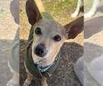 Small #5 Chihuahua