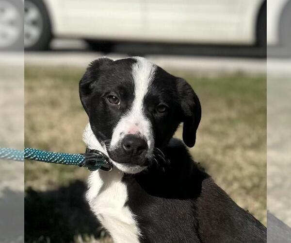 Medium Photo #1 Labrador Retriever-Unknown Mix Puppy For Sale in Yardley, PA, USA