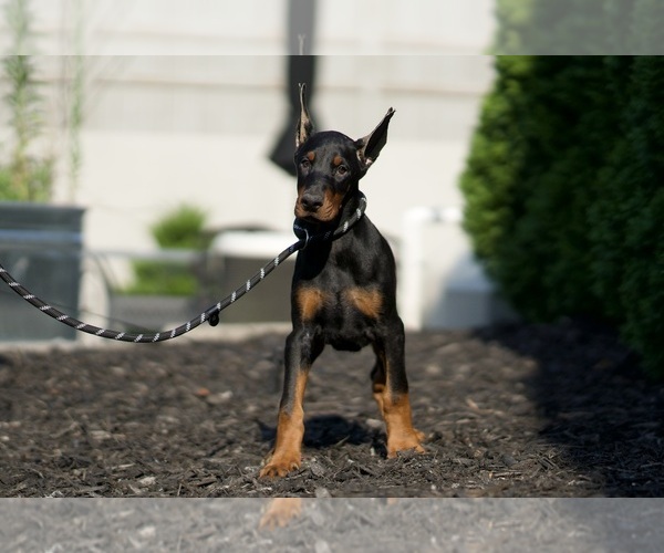 Medium Photo #27 Doberman Pinscher Puppy For Sale in WARSAW, IN, USA