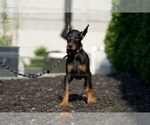 Small Photo #27 Doberman Pinscher Puppy For Sale in WARSAW, IN, USA