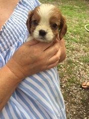 Cavalier King Charles Spaniel Puppy for sale in SHERMAN, TX, USA