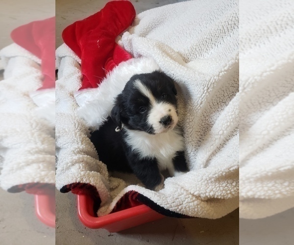 Medium Photo #4 Australian Shepherd Puppy For Sale in DERBY, IA, USA