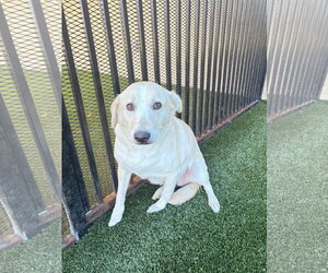 Labrador Retriever-Unknown Mix Dogs for adoption in Rockwall, TX, USA