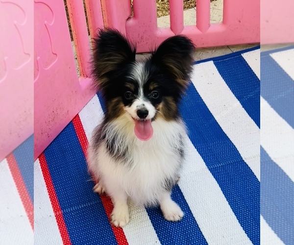 Medium Photo #2 Papillon Puppy For Sale in DRY PRONG, LA, USA