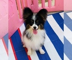 Small #1 Papillon