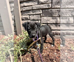 Mutt Dogs for adoption in Sterling, MA, USA