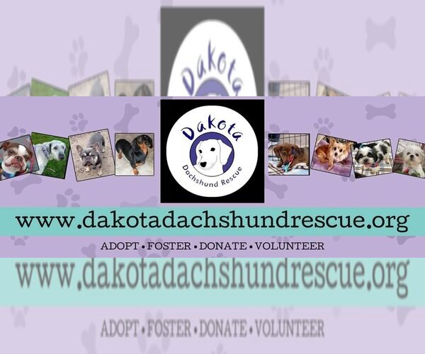 Medium Photo #2  Puppy For Sale in , 