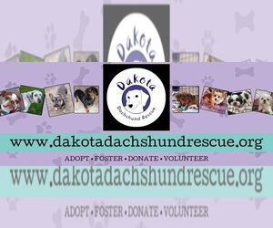 Dachshund-Unknown Mix Dogs for adoption in Sioux Falls, SD, USA