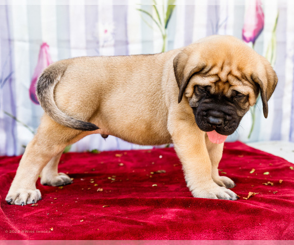 Medium Photo #45 Mastiff Puppy For Sale in WAKARUSA, IN, USA