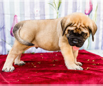 Small Photo #45 Mastiff Puppy For Sale in WAKARUSA, IN, USA