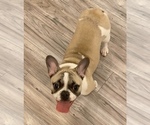 Small Photo #7 French Bulldog Puppy For Sale in KENNER, LA, USA