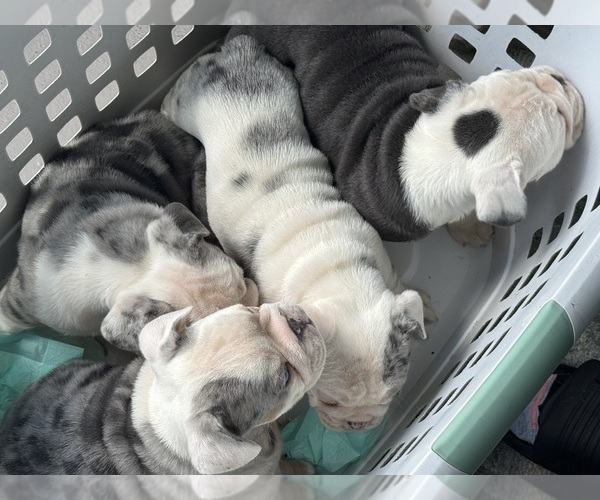 Medium Photo #1 Bulldog Puppy For Sale in LEHIGH ACRES, FL, USA