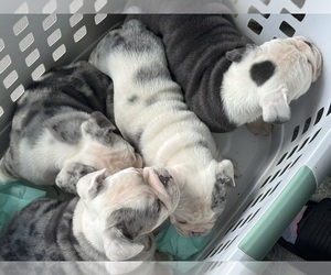 Bulldog Puppy for sale in LEHIGH ACRES, FL, USA