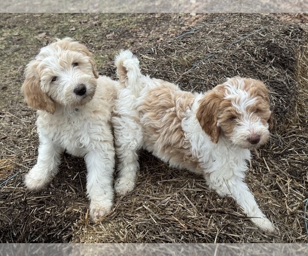 Medium Photo #36 Aussie-Poo-Goldendoodle Mix Puppy For Sale in COMMERCE, MI, USA