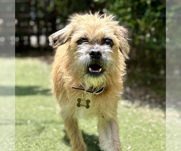 Medium Photo #1 Shiffon Puppy For Sale in Beverly Hills, CA, USA