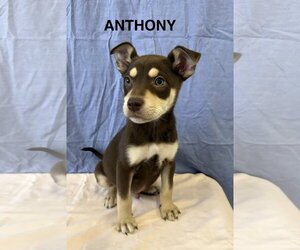 Siberian Husky-Unknown Mix Dogs for adoption in Pottstown, PA, USA