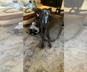 Gus - Male Great Dane Dog for Adoption - Photo #4