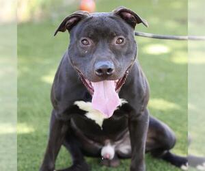 Mutt Dogs for adoption in Modesto, CA, USA