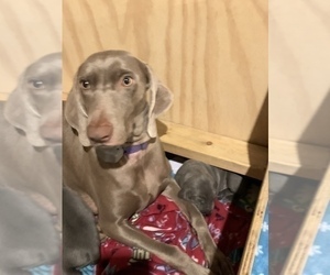 Mother of the Weimaraner puppies born on 11/26/2019