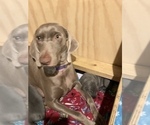Small Photo #1 Weimaraner Puppy For Sale in MILLERSBURG, OH, USA