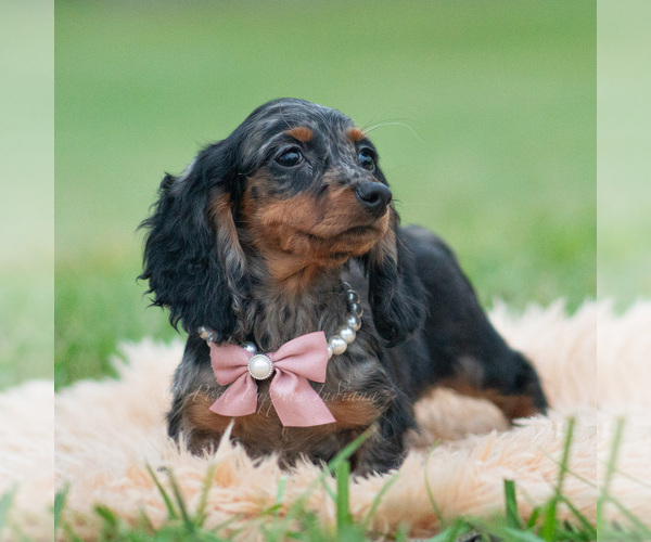 Medium Photo #53 Dachshund Puppy For Sale in WARSAW, IN, USA