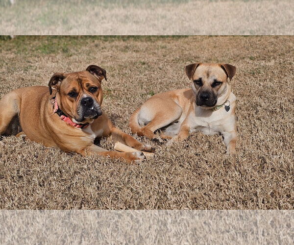 Medium Photo #5 Black Mouth Cur-Unknown Mix Puppy For Sale in Rockaway, NJ, USA