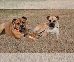 Small #4 Black Mouth Cur Mix