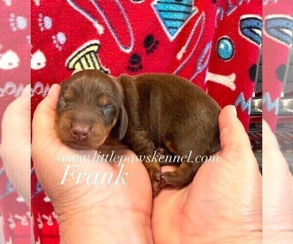Medium Photo #3 Dachshund Puppy For Sale in WINNSBORO, LA, USA