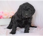 Small Photo #2 Newfypoo Puppy For Sale in FREDERICKSBG, OH, USA
