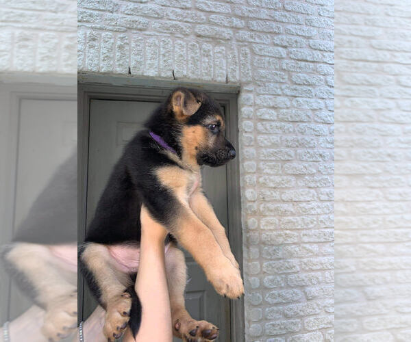 Medium Photo #3 German Shepherd Dog Puppy For Sale in ROUND ROCK, TX, USA