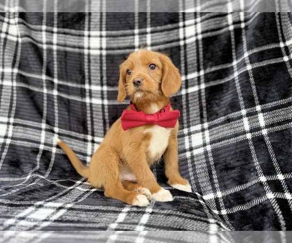 Medium Photo #7 Beagle-Labradoodle Mix Puppy For Sale in LAKELAND, FL, USA