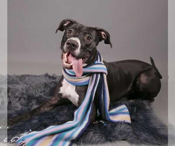 Medium Photo #6 Labrador Retriever-Unknown Mix Puppy For Sale in Princeton, MN, USA