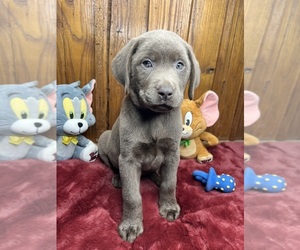 Labrador Retriever Puppy for sale in NEOLA, WV, USA